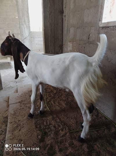 ghar ka pala hua bakra