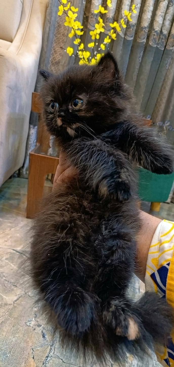 kittens 0