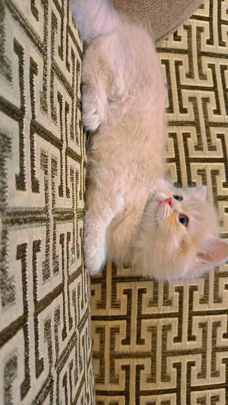 kittens 1