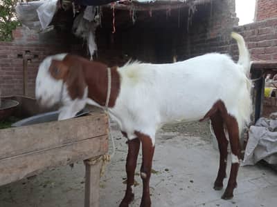 Dessi bakry for qurbani