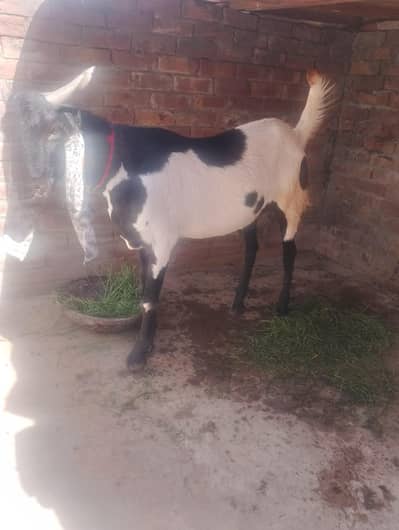 MASHAALLAH Heavy weight Bakra