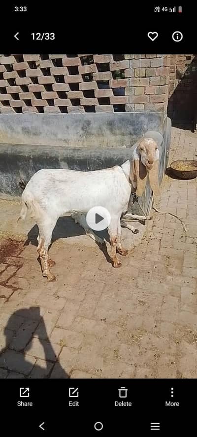 makhi cheny breed