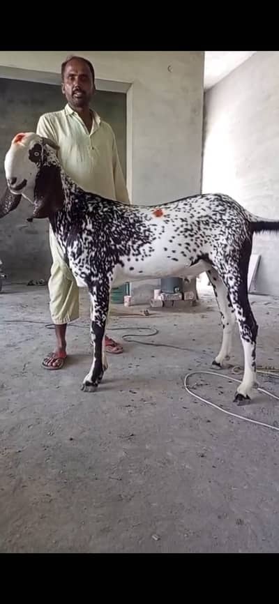 Goats Bakrey Available Desi Bakra
