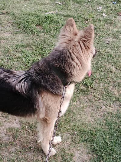 Belgium Shepard female  03197466703
