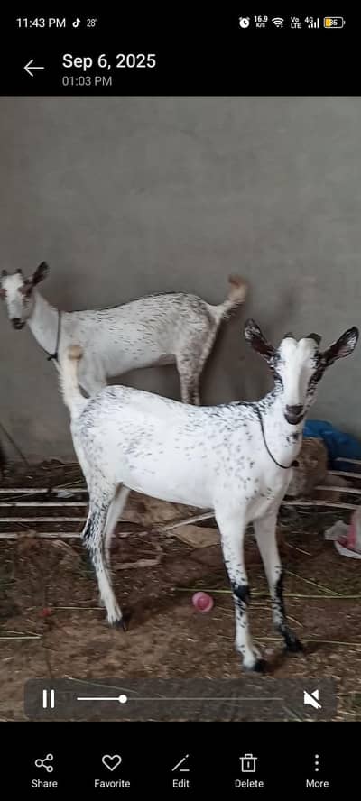 Bakria Khare Kano Barbari Teedy