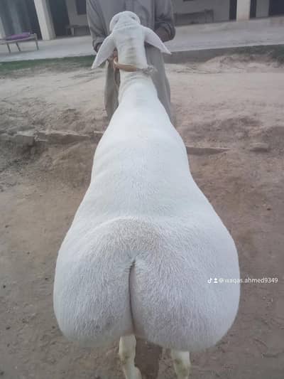 Qurbani Dumba | Heavy Size Dumba | Healthy Qurbani Dumba