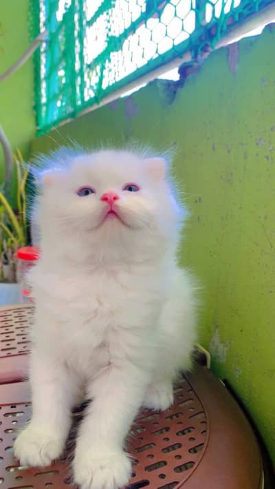Persian kittens triple coat pair  for sale contact whatsap 03055516739