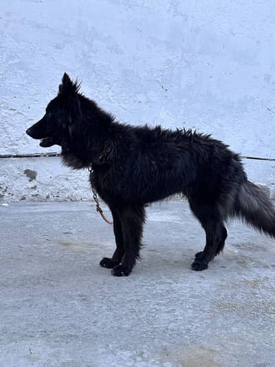 Black GSD for Sale