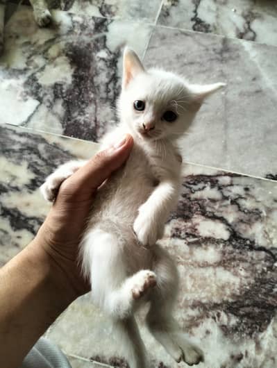 Persian baby with blue eyes