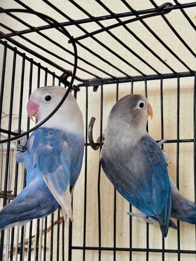 3 Love Birds pieces