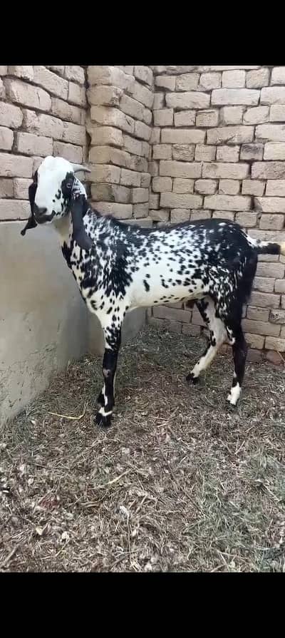 Qurbani Ka bakra