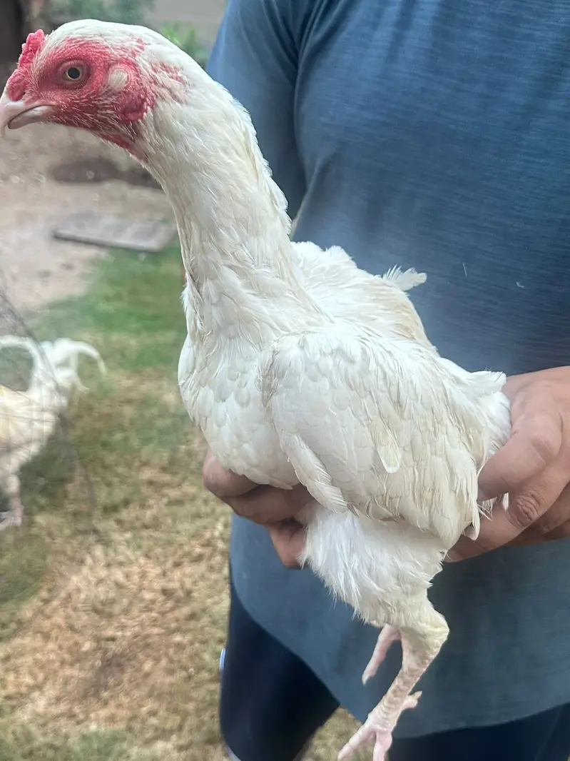 Hens for sale call for price