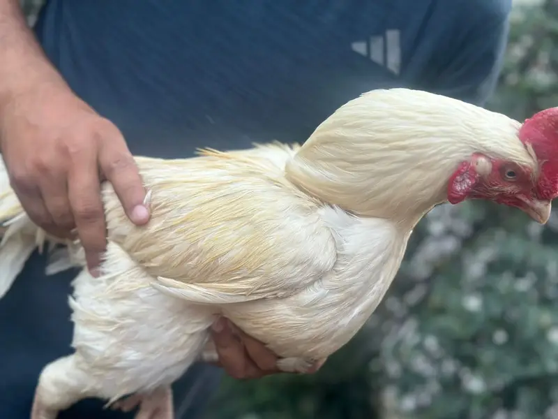Hens for sale call for price — photo 2