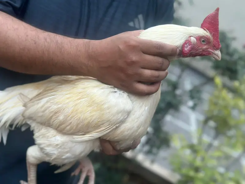 Hens for sale call for price — photo 3