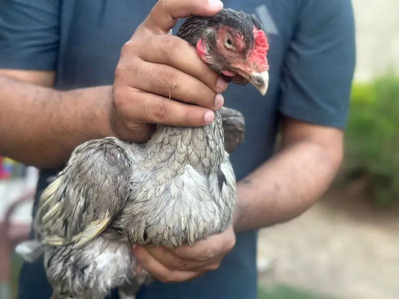 Hens for sale call for price — photo 4
