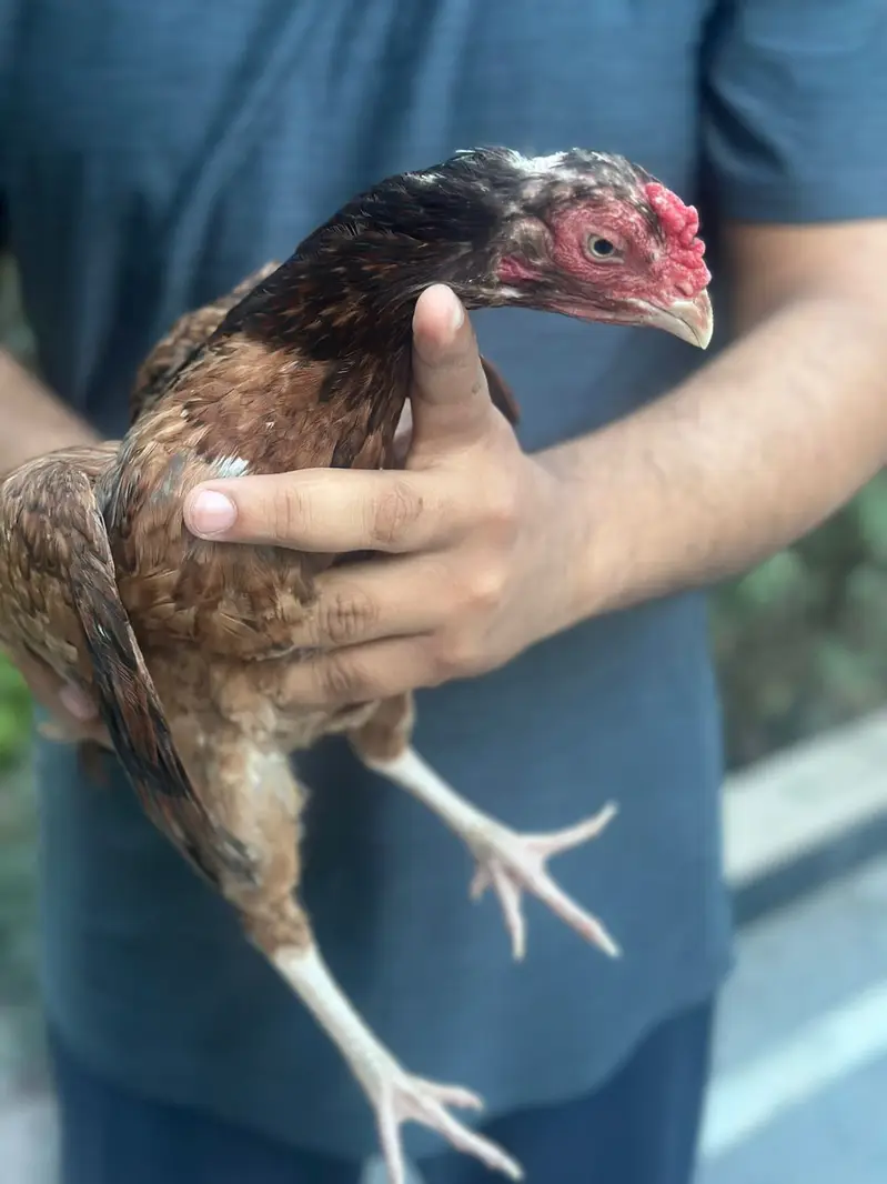 Hens for sale call for price — photo 5