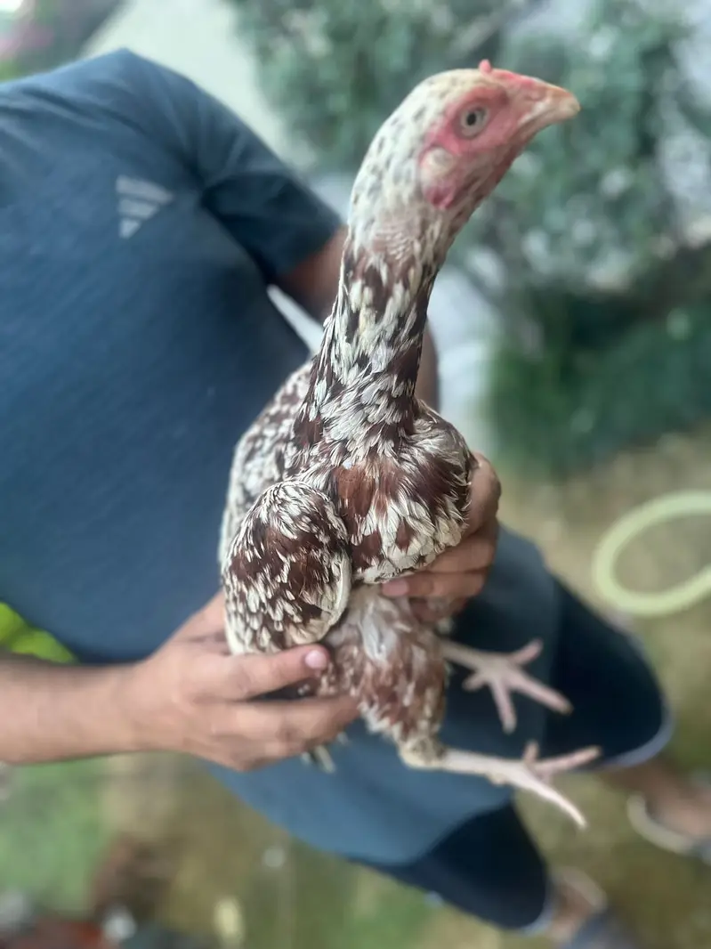 Hens for sale call for price — photo 7