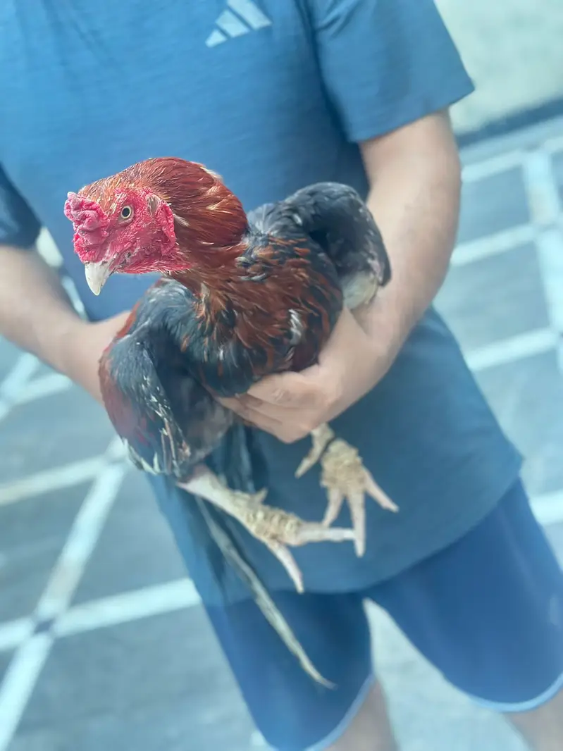 Hens for sale call for price — photo 8