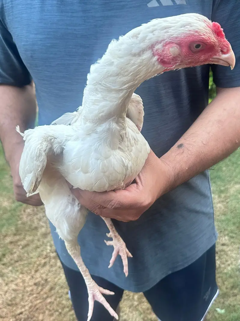 Hens for sale call for price — photo 9