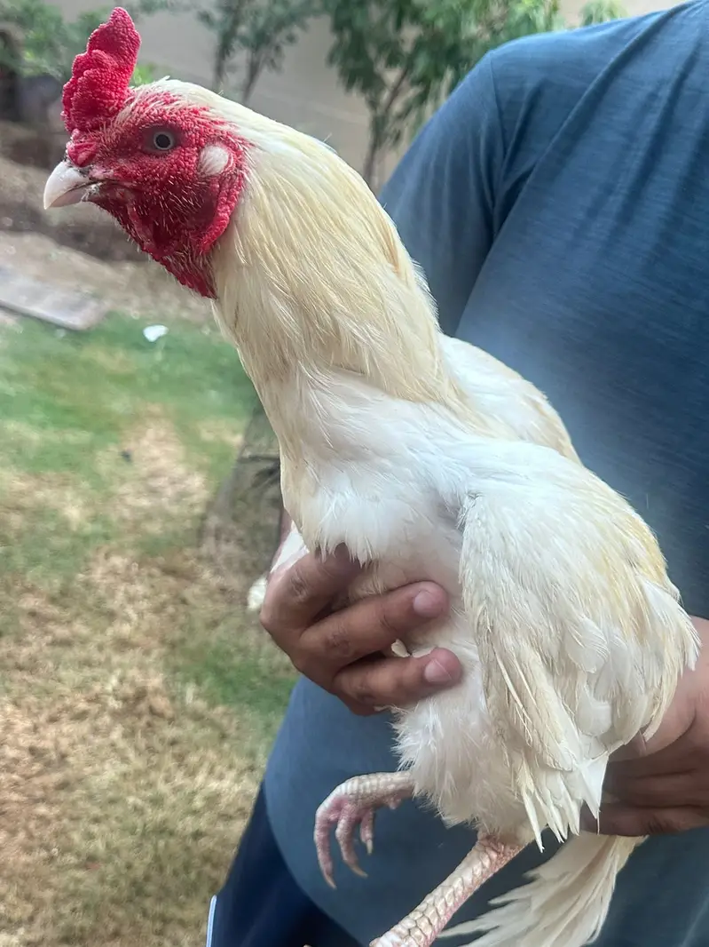 Hens for sale call for price — photo 10