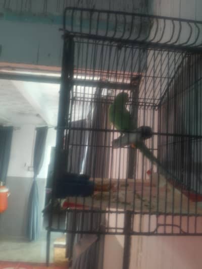 breeding parrot hye