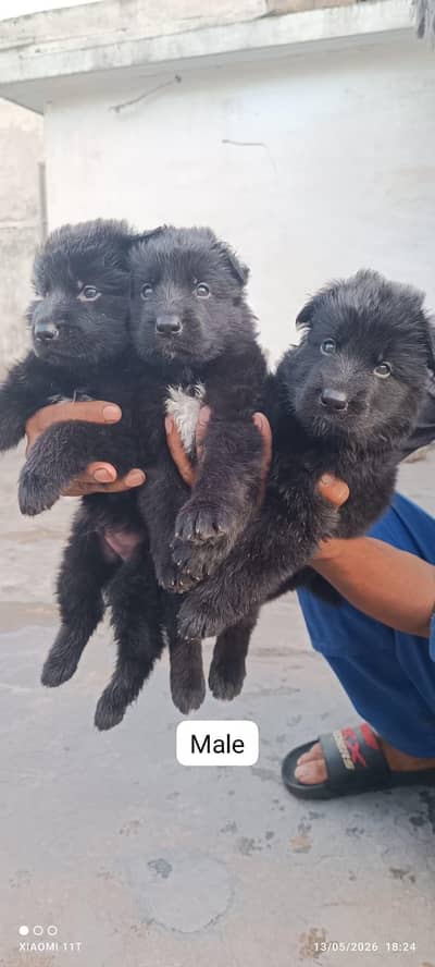 German shepherd puppies