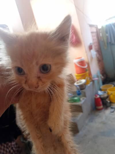 Persian cat kitten