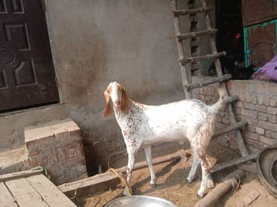 4 dant bakra ha