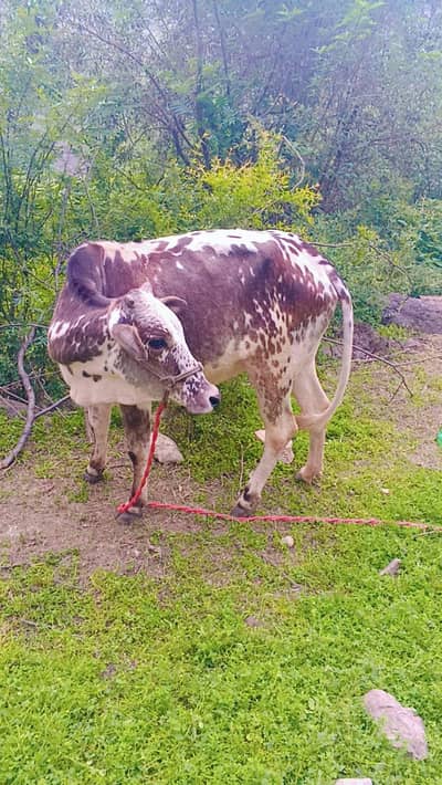 cow for sale