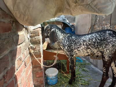 Khasi donda bakra ghar pala hai Beautiful bakra hai