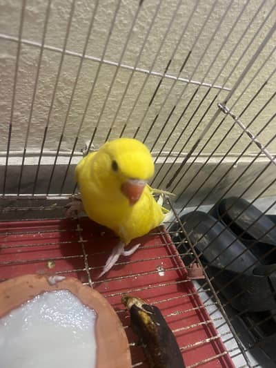 Yellow ring parrot