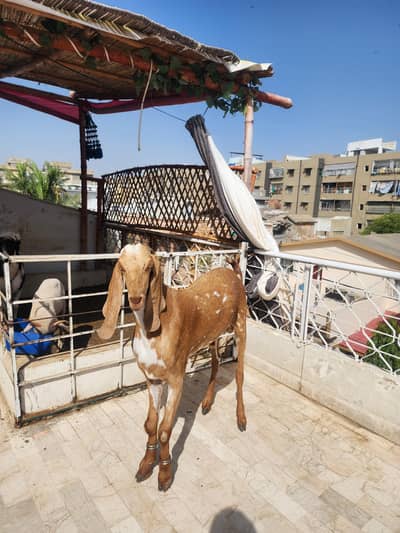 makha cheeni bakra