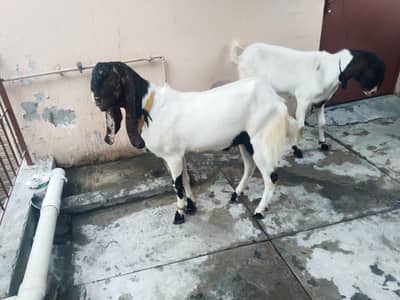 bakra jori for sale