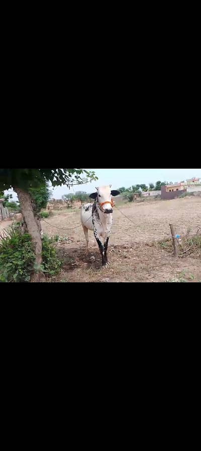 2 dant pura Hai 340000 ka