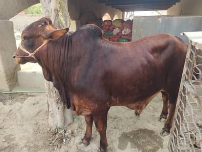 Qurbani wacha available