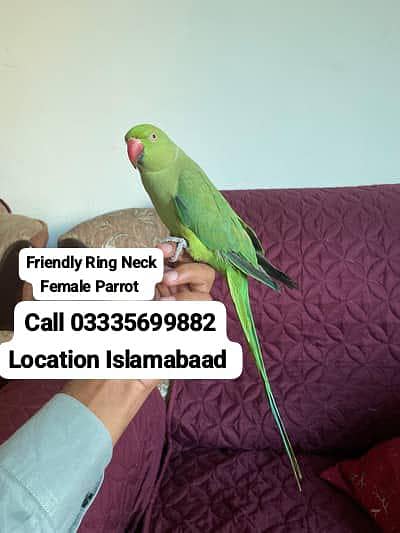 Hand Tamed Full Friendly Green Ring Neck Female Parrot Jumbo Size