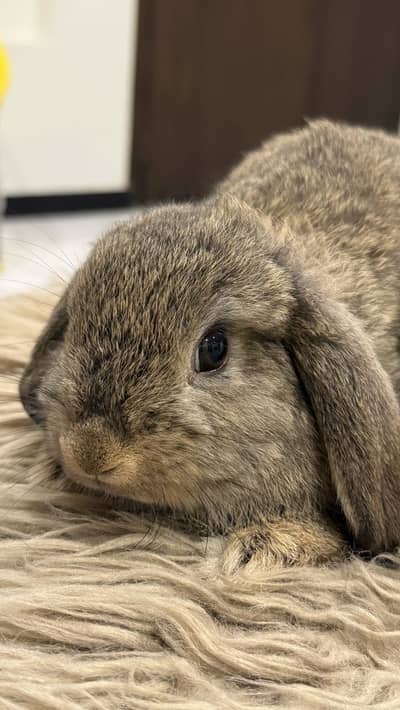 Holland Lop bunnies