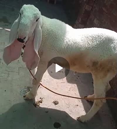 Pure kajla chatra | Dumba | Bakra | Mundra |