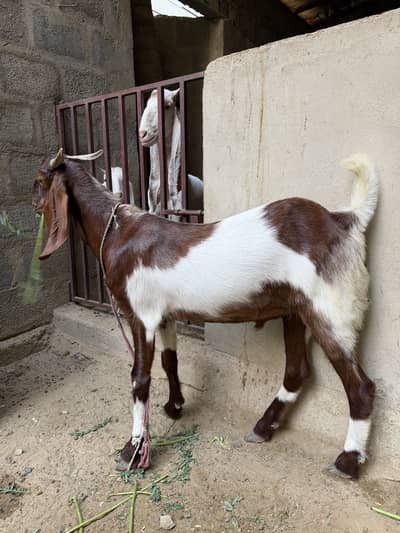 Qurbani bakray