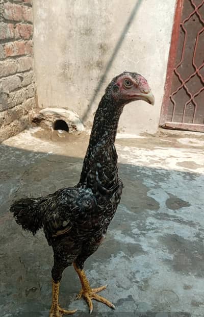 Pure Shamo Female