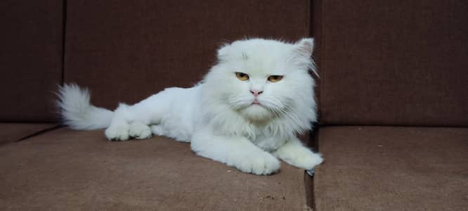 Persian white male or grey female