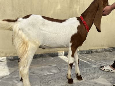 2 dant bakra