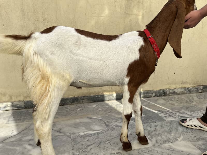 2 dant bakra 0