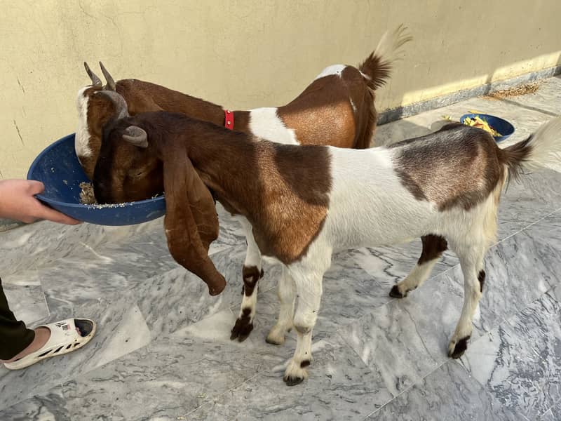 2 dant bakra 1