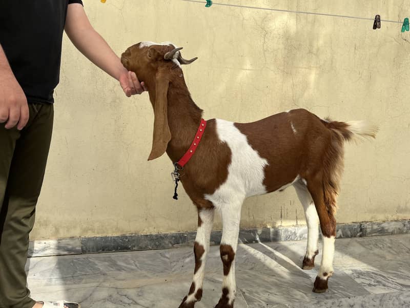 2 dant bakra 2