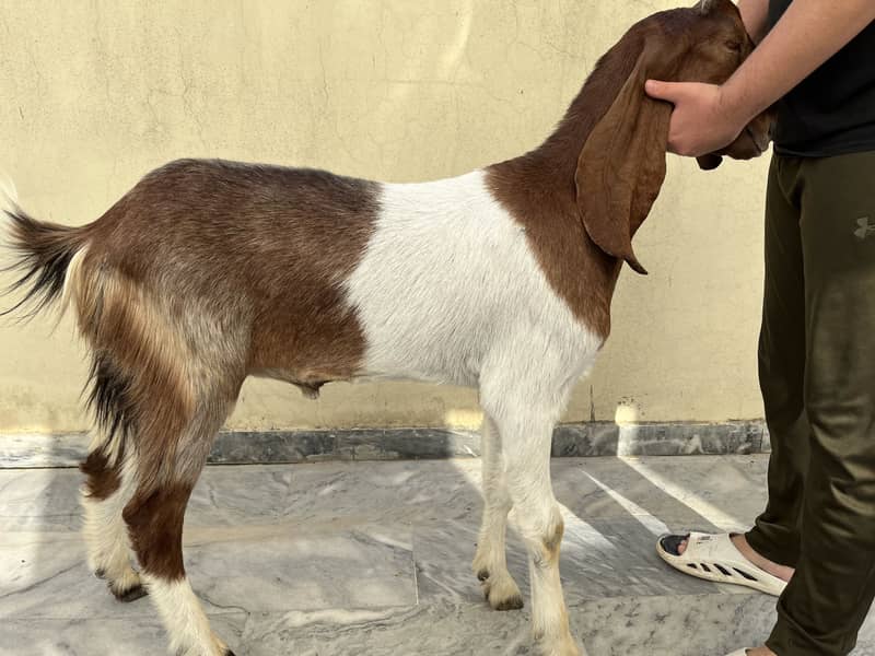 2 dant bakra 3