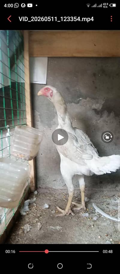 Top quality oh Shamo female brider female available all ok garanted