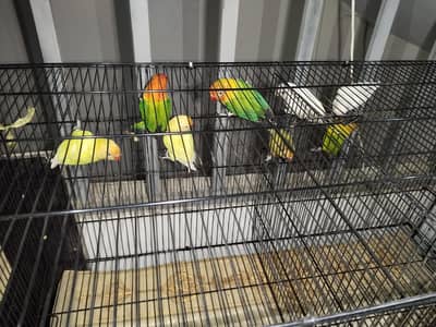 Love birds for sale