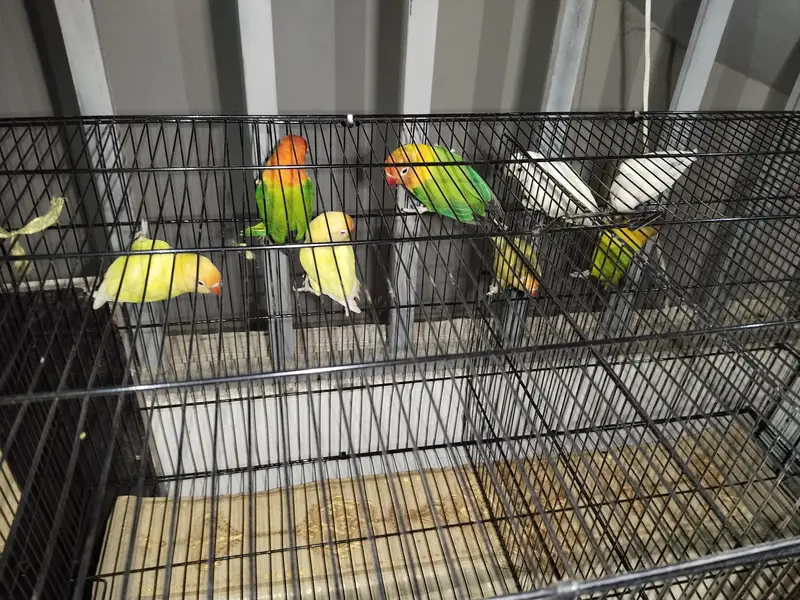 Love birds for sale