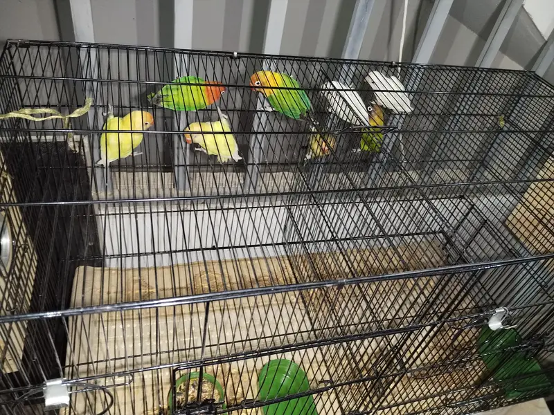 Love birds for sale — photo 2